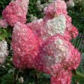 Hortensja bukietowa PINK DIAMOND