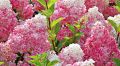 Hortensja bukietowa PINK DIAMOND