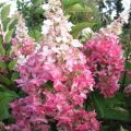 Hortensja bukietowa PINKY WINKY