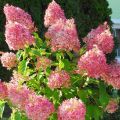 Hortensja bukietowa PINKY WINKY