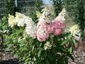 Hortensja bukietowa PINKY WINKY