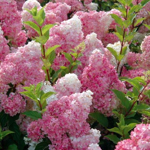 Hortenzie latnatá  VANILLE FRAISE - RENHY