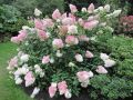 Hortensja Bukietowa VANILLE FRAISE - RENHY