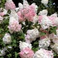 Hortensja Bukietowa VANILLE FRAISE - RENHY