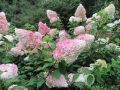 Hortensja Bukietowa VANILLE FRAISE - RENHY