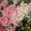 Hortensja Bukietowa VANILLE FRAISE - RENHY