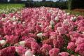 Hortensja Bukietowa VANILLE FRAISE - RENHY