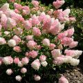 Hortensja Bukietowa VANILLE FRAISE - RENHY