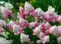 Hortensja Bukietowa VANILLE FRAISE - RENHY