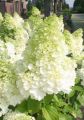 Hortensja dębolistna WHITE