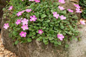 Pumpava BISHOPS FORM