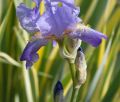 Iris laevigata VARIEGATA - kosaciec gładki