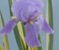 Iris laevigata VARIEGATA - kosaciec gładki