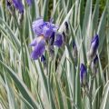 Iris laevigata VARIEGATA - kosaciec gładki