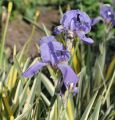 Iris laevigata VARIEGATA - kosaciec gładki