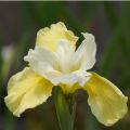 Irys Syberyjski BUTTER AND SUGAR
