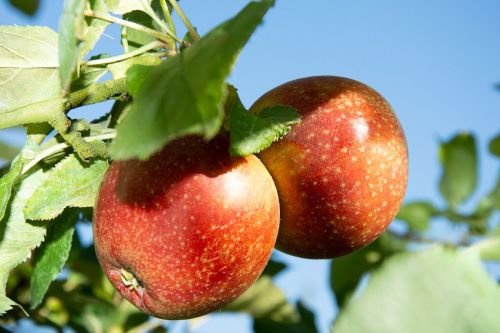 Jabloň RED BOSKOOP