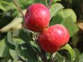 Jabłoń RUBINOLA