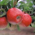 Jabłoń TOPAZ