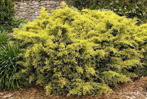 Jalovec Pfitzerův - GOLDEN JOY