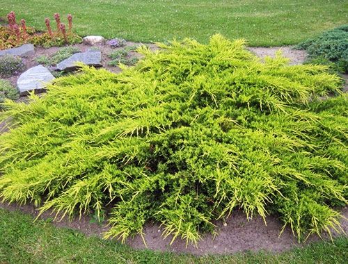 Jalovec prostřední OLD GOLD