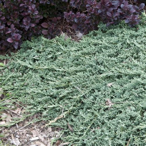 Jalovec polehlý ICEE BLUE