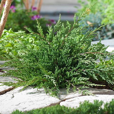 Jalovec polehlý PRINCE OF WALES