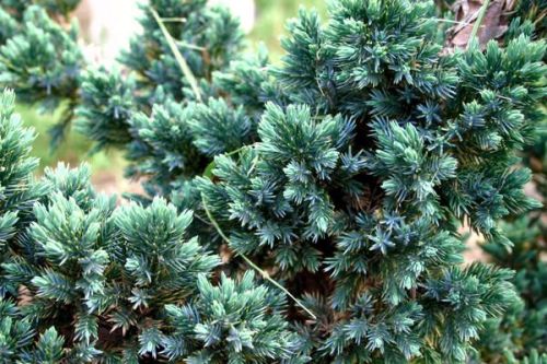  Jalovec šupinatý BLUE SPIDER