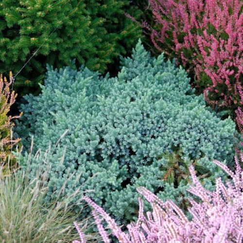 Jalovec šupinatý BLUE STAR