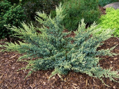 Jalovec šupinatý DREAM JOY