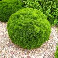 Thuja DANICA