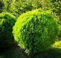 Thuja DANICA