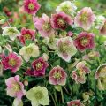 Ciemiernik Wschodni  NEW HYBRIDS