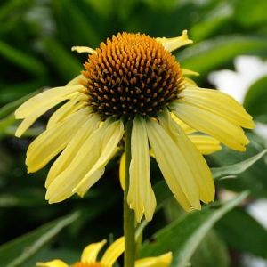 Třapatkovka CLEOPATRA