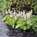 Tiarella CROW FEATHER