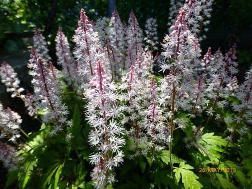 Tiarella PIRATE'S PATCH