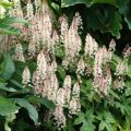 Tiarella SPRING SYMPHONY