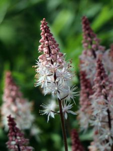Tiarella SPRING SYMPHONY