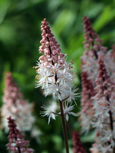 Tiarella SPRING SYMPHONY