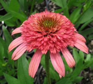 Třapatkovka SECRET PASSION