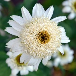 Třapatkovka WHITE DOUBLE DELIGHT