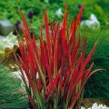 Trawa Imperata cylindryczna RED BARON