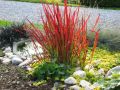 Trawa Imperata cylindryczna RED BARON