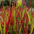 Trawa Imperata cylindryczna RED BARON