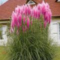 Trawa pampasowa różowa ROSE PLUME