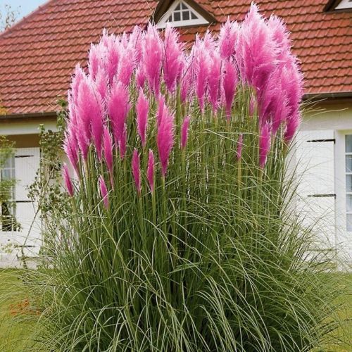 Kortaderie dvoudomá růžová ROSE PLUME