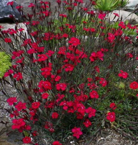 Hvozdík kropenatý LEUCHTFUNK