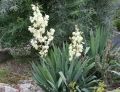 Juka Karolińska YUCCA FILAMENTOSA
