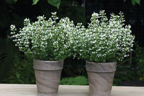 Marulka MARVELETTE WHITE