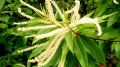 Kasztan jadalny Castanea Sativa